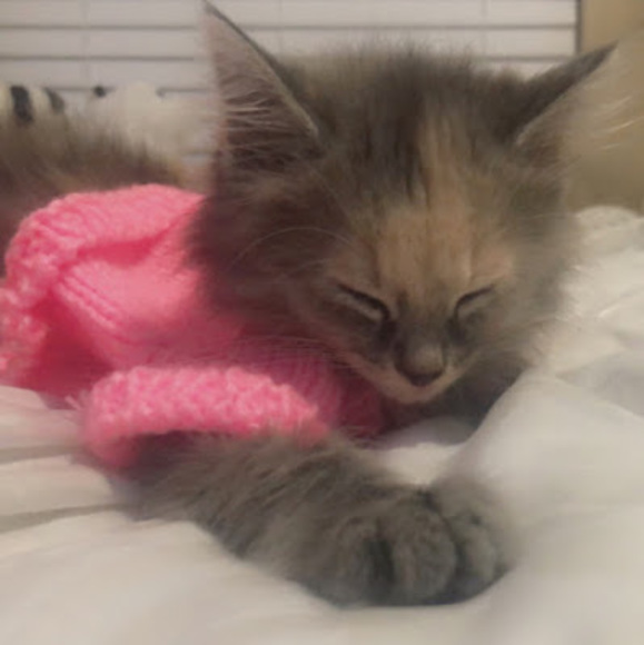 Meet your Posher, Lana - Picture 1 of 1